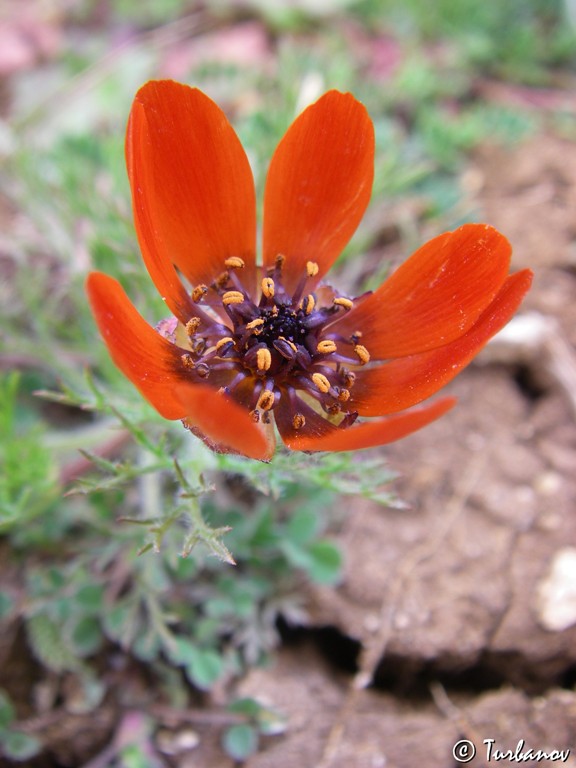 Image of Adonis flammea specimen.