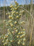 Artemisia pontica. Соцветие. Украина, Луганская обл., балка на ю.-з. Луганска. 15.09.2013.