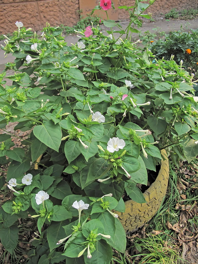 Image of Mirabilis jalapa specimen.