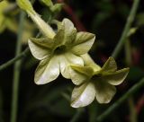 Nicotiana alata