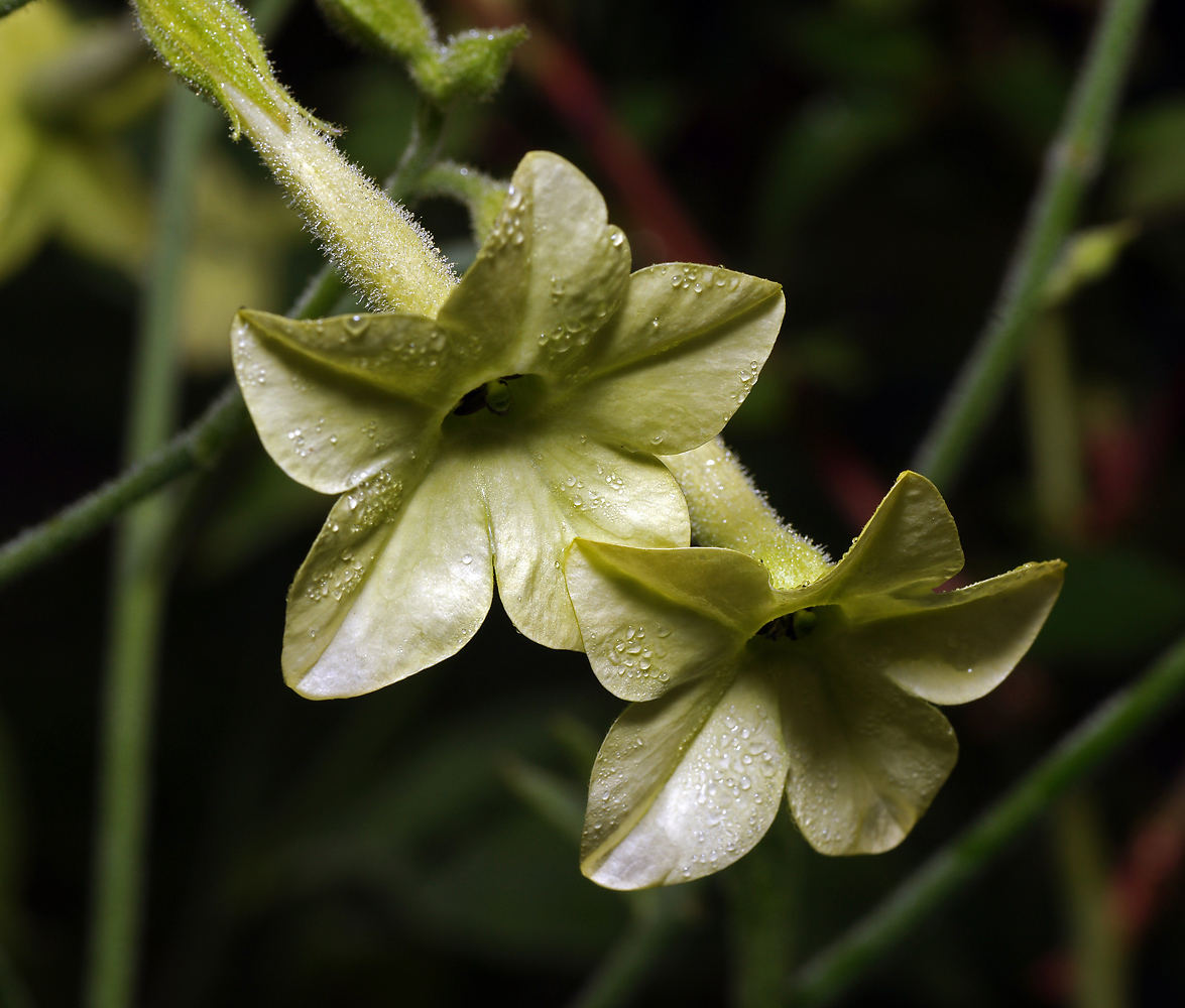 Изображение особи Nicotiana alata.