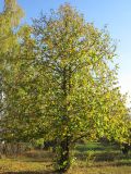 Corylus colurna. Взрослое дерево. Краснодарский край, г. Крымск, территория Крымской ОСС. 20.10.2013.