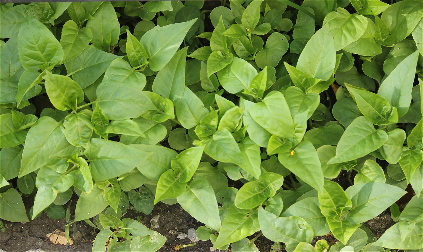 Image of Mirabilis jalapa specimen.