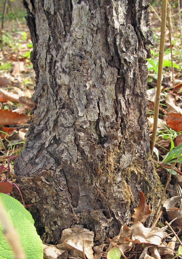 Изображение особи Quercus crispula.