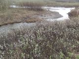 genus Salix