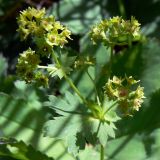 Alchemilla pycnoloba. Соцветие. Свердловская обл., окр. г. Североуральск, поляна, заросшая травой, в р-не скал Грюнвальдта. 30.06.2013.