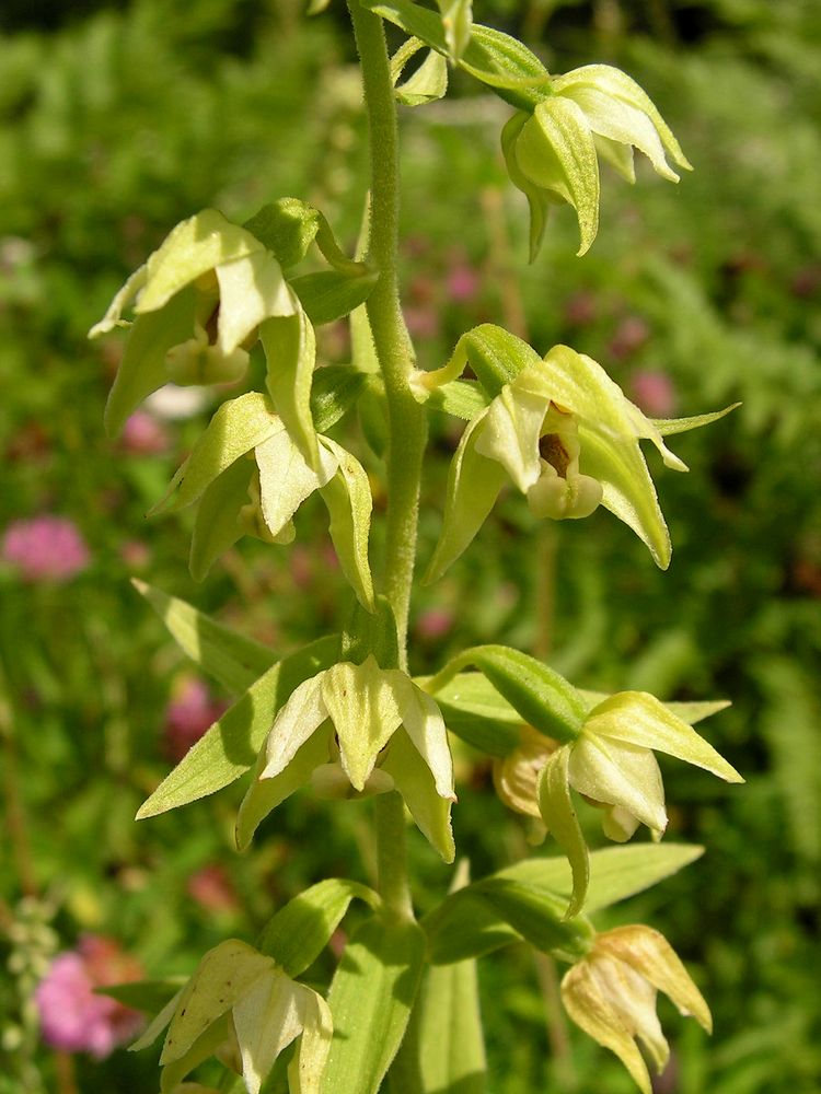 Image of Epipactis papillosa specimen.