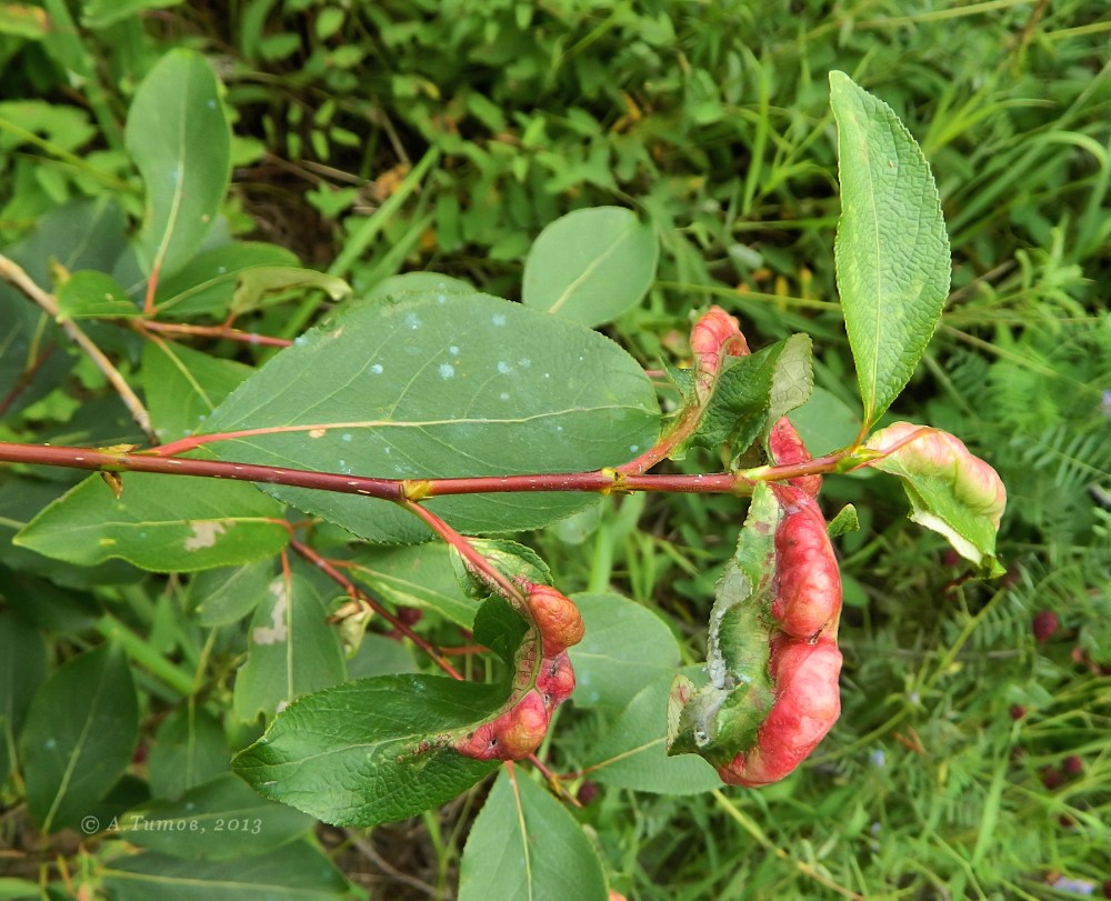 Image of Populus suaveolens specimen.