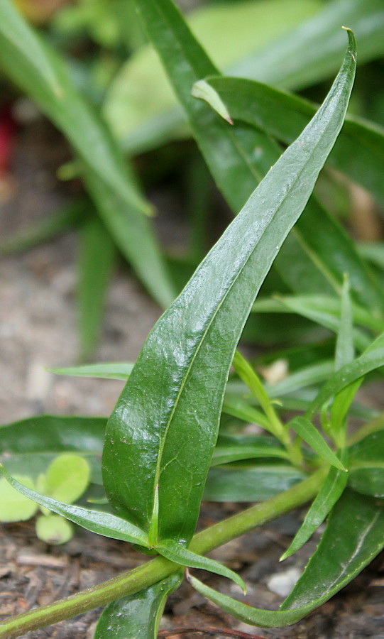 Изображение особи Penstemon barbatus.