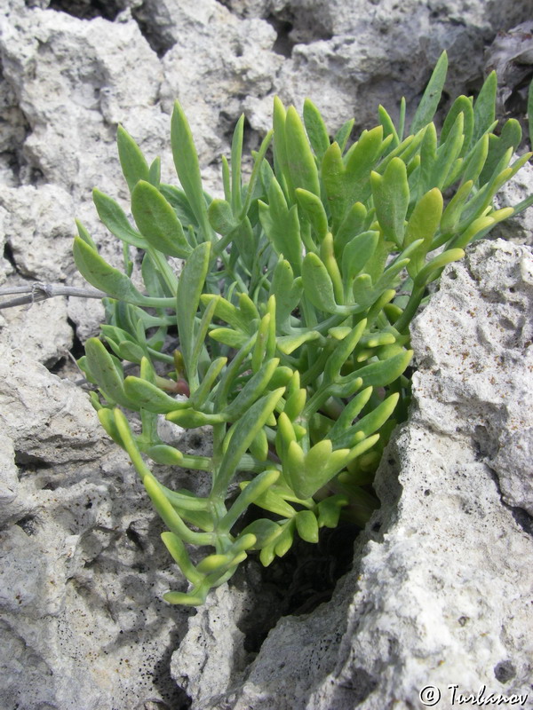 Изображение особи Crithmum maritimum.