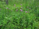 Cirsium heterophyllum