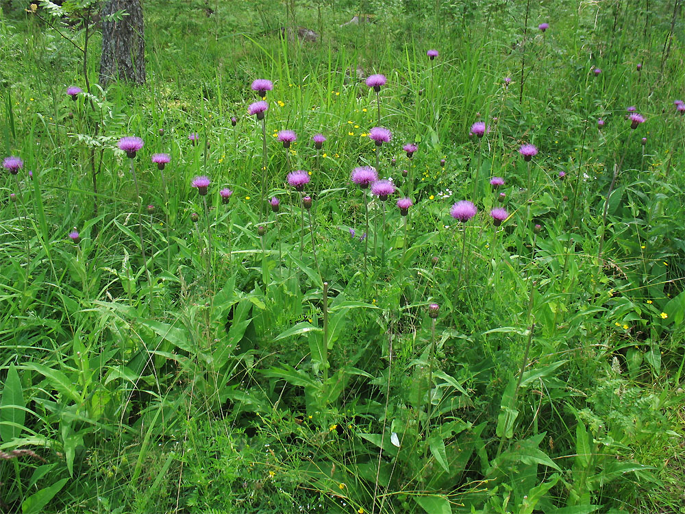 Image of Cirsium heterophyllum specimen.