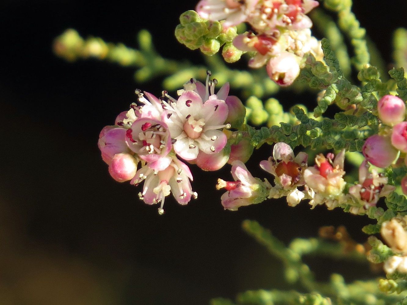 Изображение особи Tamarix passerinoides.