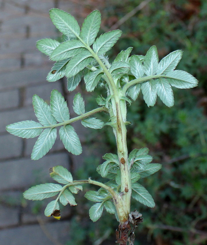 Image of Acaena argentea specimen.