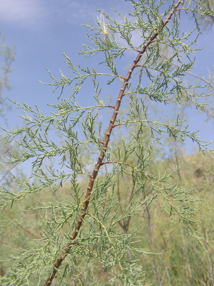 Image of genus Tamarix specimen.