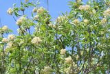 Sambucus sibirica