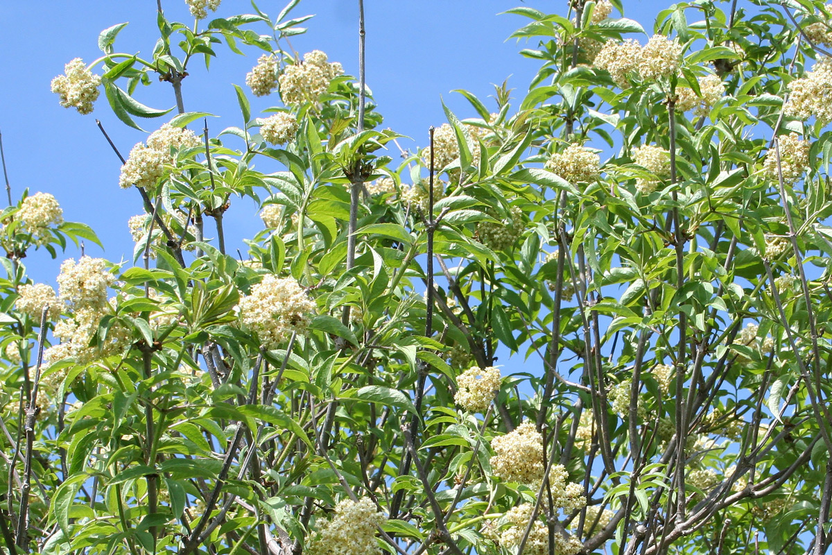 Изображение особи Sambucus sibirica.