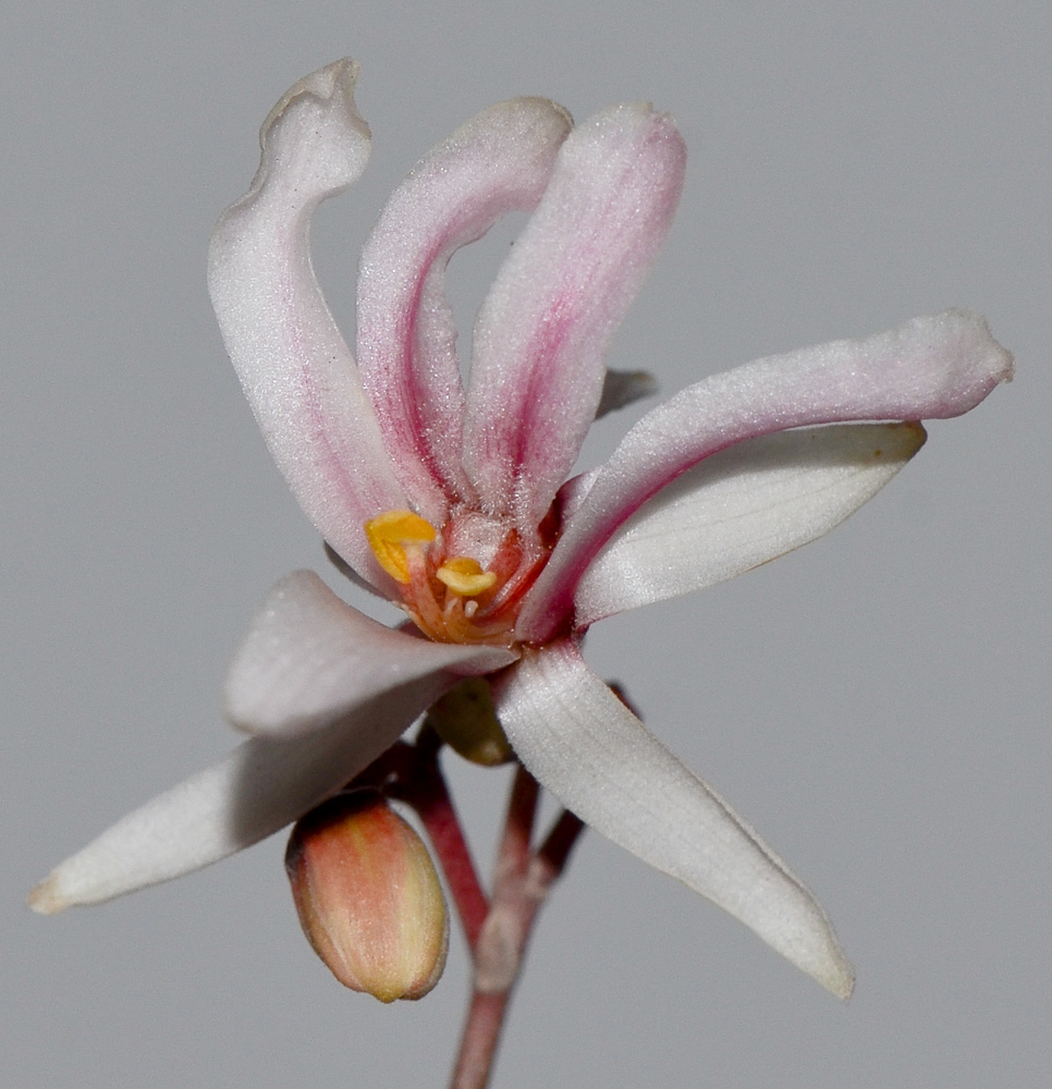 Image of Moringa peregrina specimen.