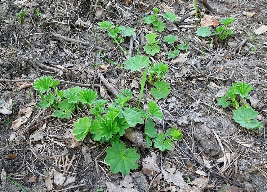 Изображение особи род Alchemilla.