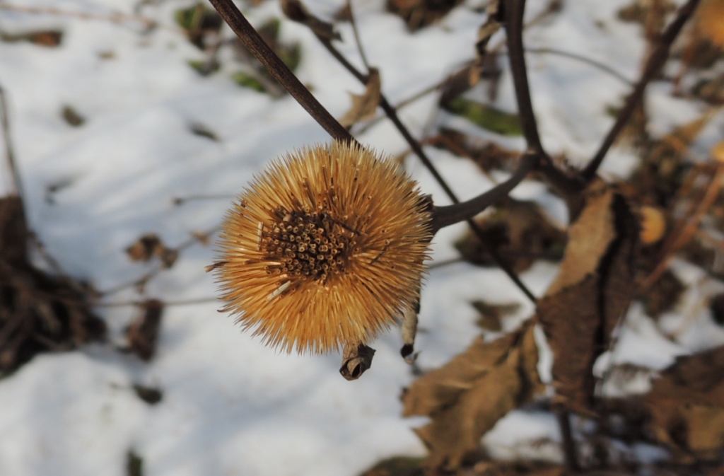 Изображение особи Inula helenium.
