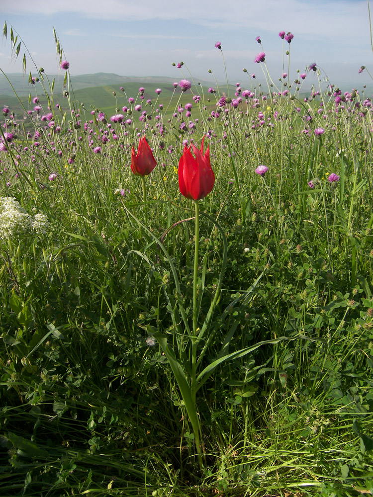 Image of Tulipa schmidtii specimen.