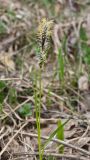 genus Carex