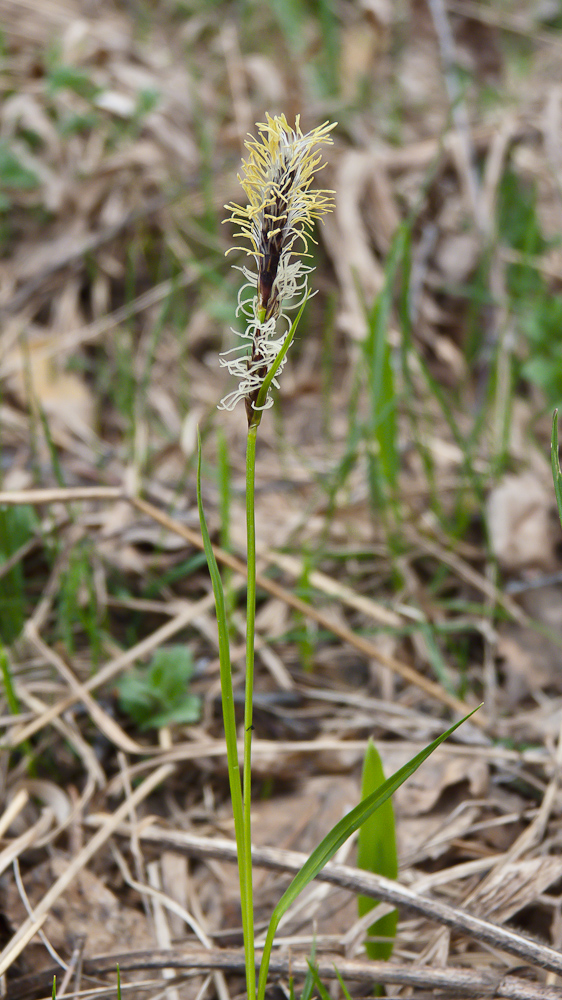 Image of genus Carex specimen.