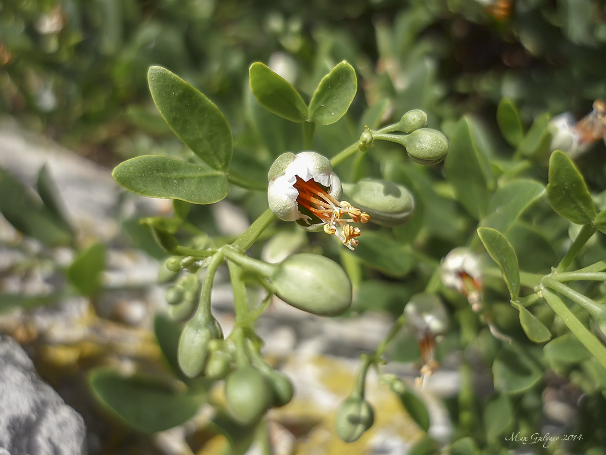 Image of Zygophyllum fabago specimen.