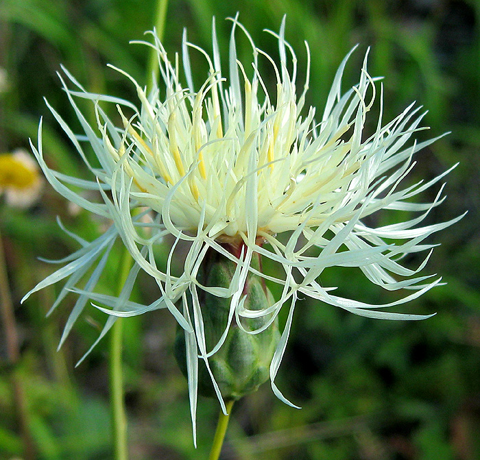 Image of Rhaponticoides ruthenica specimen.