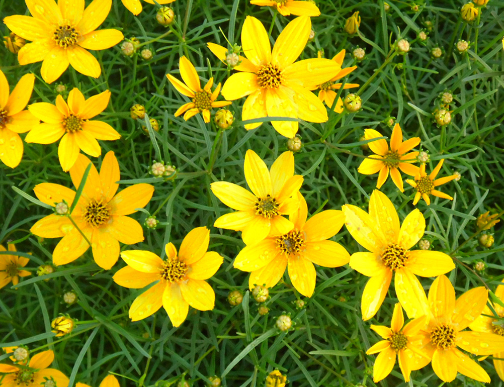 Image of Coreopsis verticillata specimen.