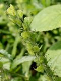 Veronica teucrium. Невызревшее соплодие. Германия, г. Дюссельдорф, Ботанический сад университета. 02.06.2014.