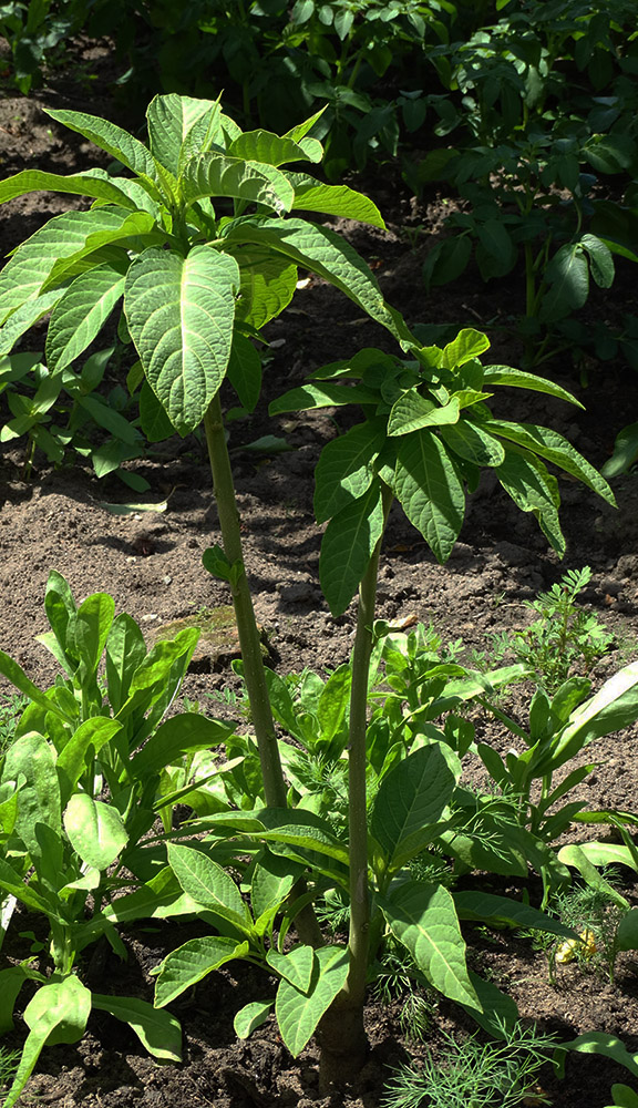 Изображение особи Brugmansia aurea.