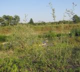 Medicago sativa. Цветущее растение. Краснодарский край, окр. г. Крымск, берег р. Адагум. 25.06.2014.