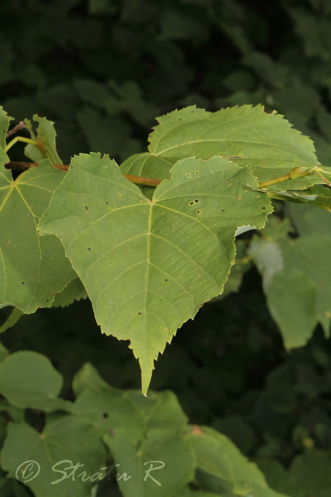 Изображение особи Tilia cordata.