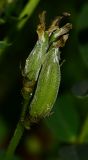 Astragalus boeticus