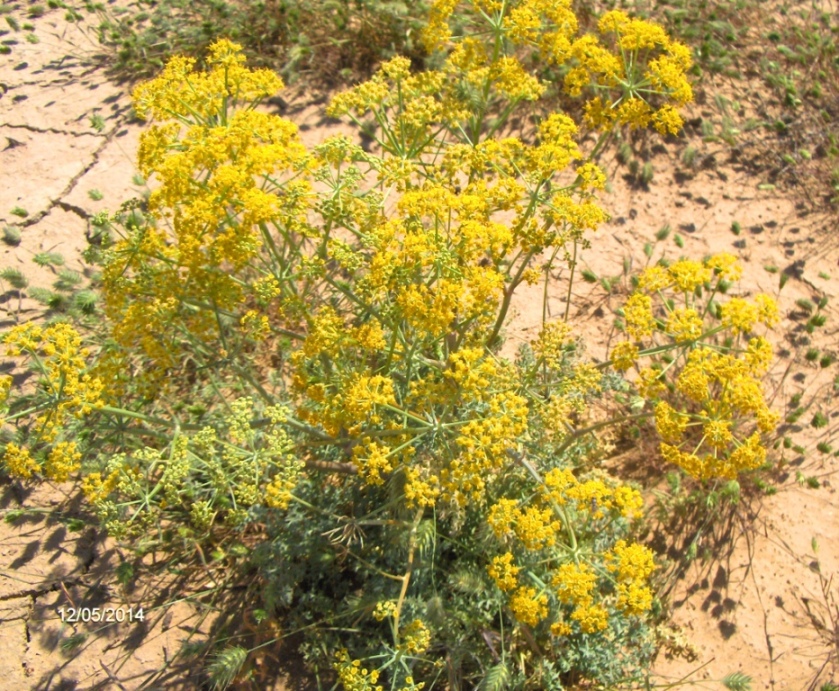 Image of genus Ferula specimen.