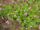 Erodium cicutarium. Цветущие растения. Нидерланды, провинция Groningen, окр. населённого пункта Zuidbroek, рудеральное местообитание на обочине дороги. 4 июля 2009 г.