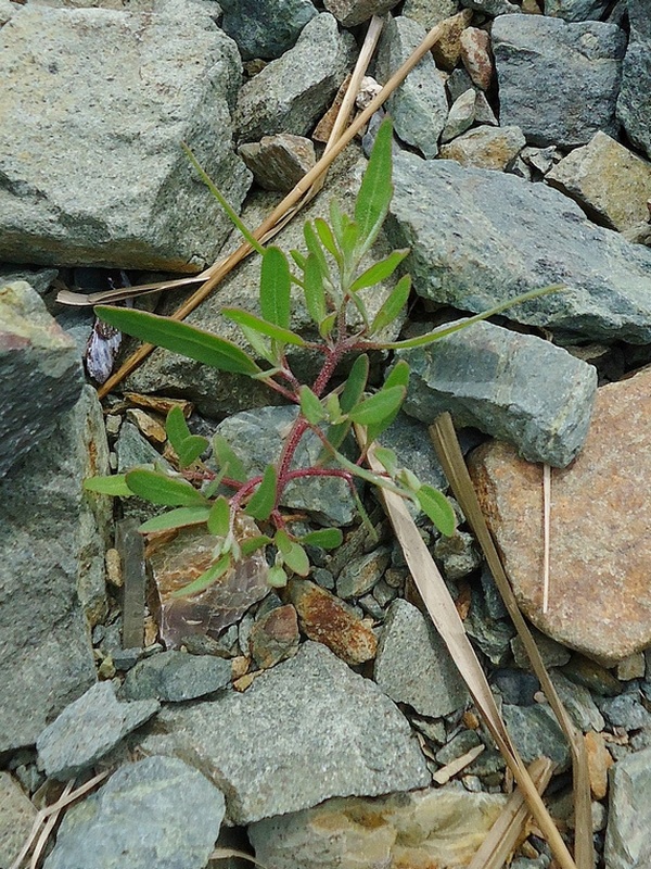 Image of Atriplex gmelinii specimen.