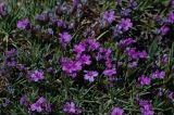 Acantholimon alatavicum