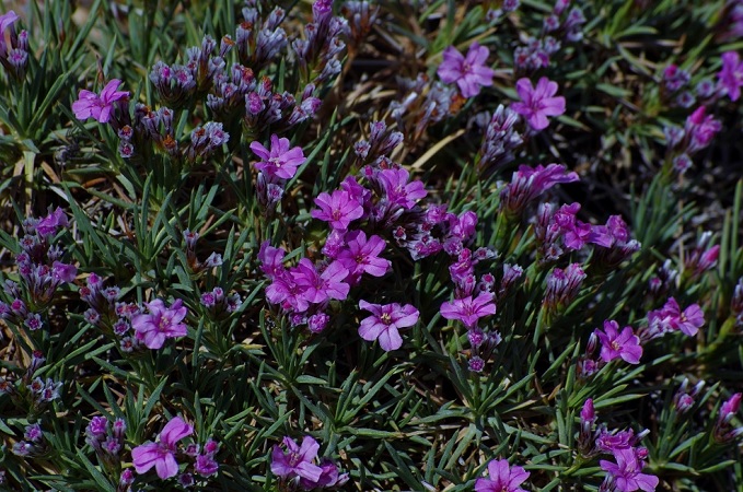 Image of Acantholimon alatavicum specimen.