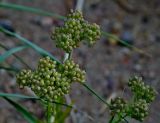 Cardaria repens