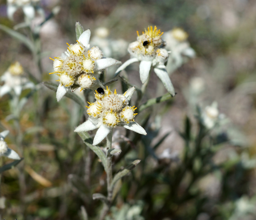 Image of Leontopodium fedtschenkoanum specimen.