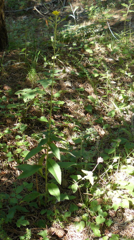 Image of Hieracium virgultorum specimen.