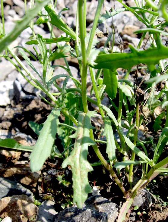 Изображение особи Senecio dubitabilis.