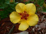 Dasiphora fruticosa. Цветок. Камчатский край, Елизовский р-н, мокрый луг в километре от озера. 23.07.2006.