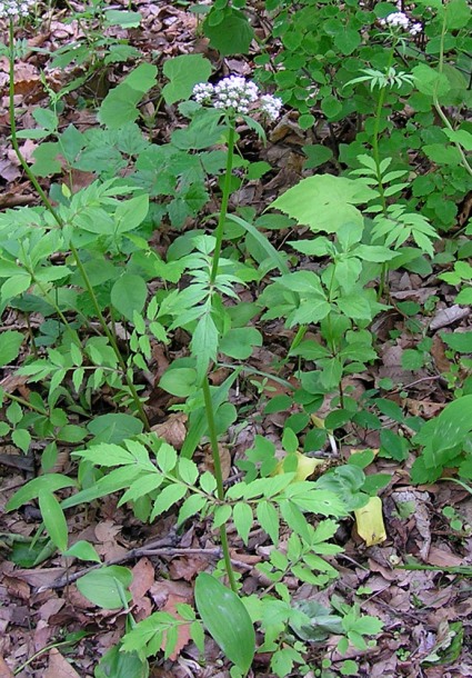 Изображение особи Valeriana coreana.