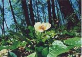 Paeonia wittmanniana