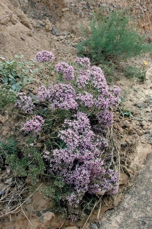 Image of Acanthophyllum pungens specimen.