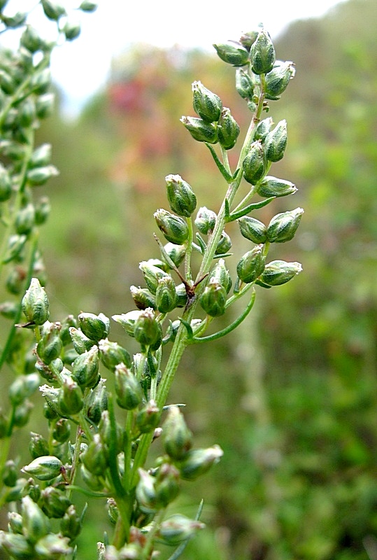 Изображение особи Artemisia commutata.