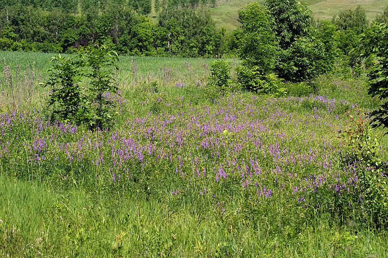 Image of Vicia tenuifolia specimen.